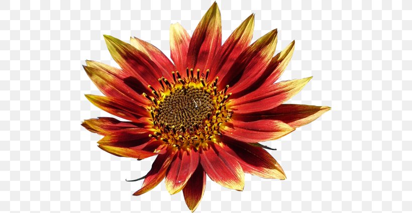 Common Sunflower Blanket Flowers Petal Coneflower Chrysanthemum, PNG, 500x424px, Common Sunflower, Annual Plant, Blanket, Blanket Flowers, Chrysanthemum Download Free