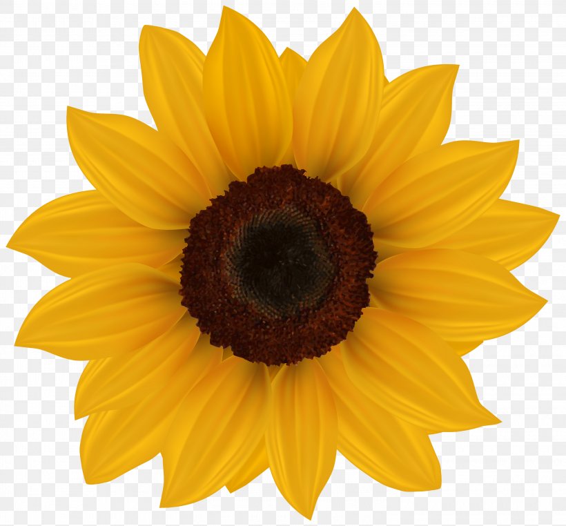 Common Sunflower Clip Art, PNG, 3000x2789px, Common Sunflower, Art, Close Up, Daisy Family, Document Download Free