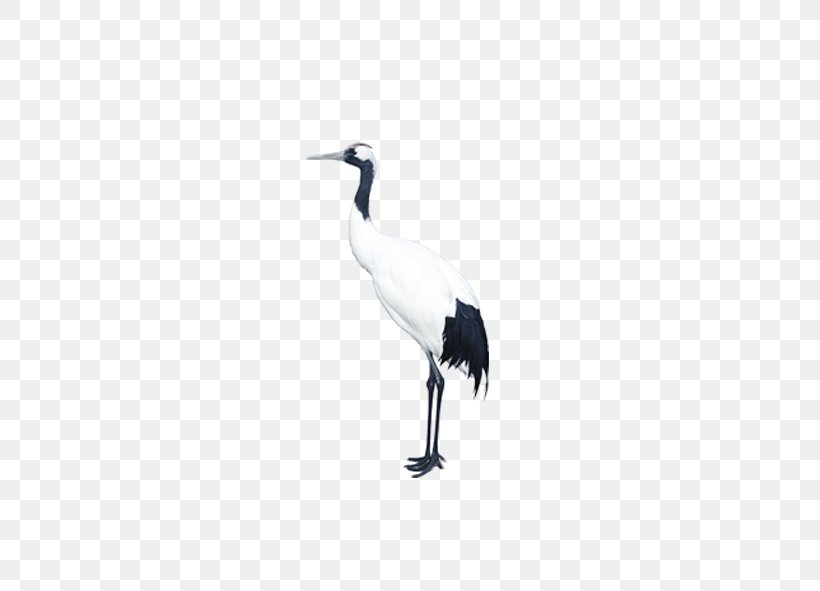 Crane U795eu8c37u4e2du533bu9662 Bird Goose, PNG, 591x591px, Crane, Beak, Bird, China, Crane Like Bird Download Free