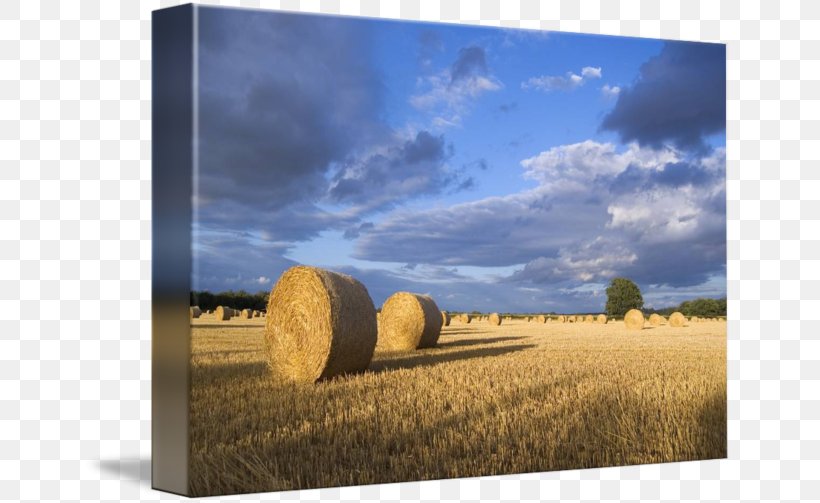 Hay Landscape Straw Farm Baler, PNG, 650x503px, Hay, Agriculture, Baler, Crop, Farm Download Free