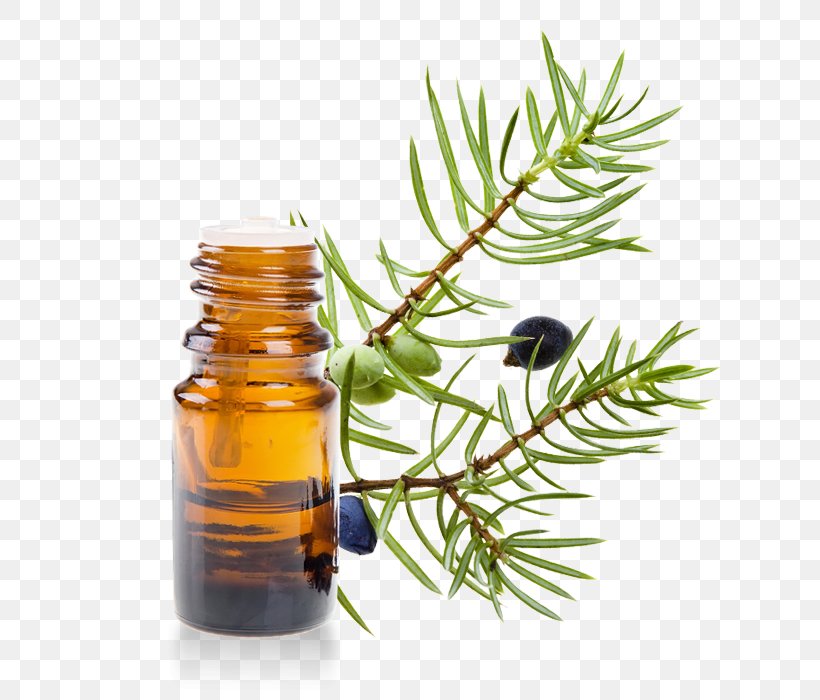 Juniperus Oxycedrus Common Juniper Essential Oil Lavender, PNG, 700x700px, Common Juniper, Angelica Archangelica, Bergamot Essential Oil, Cajeput Oil, Cedar Download Free