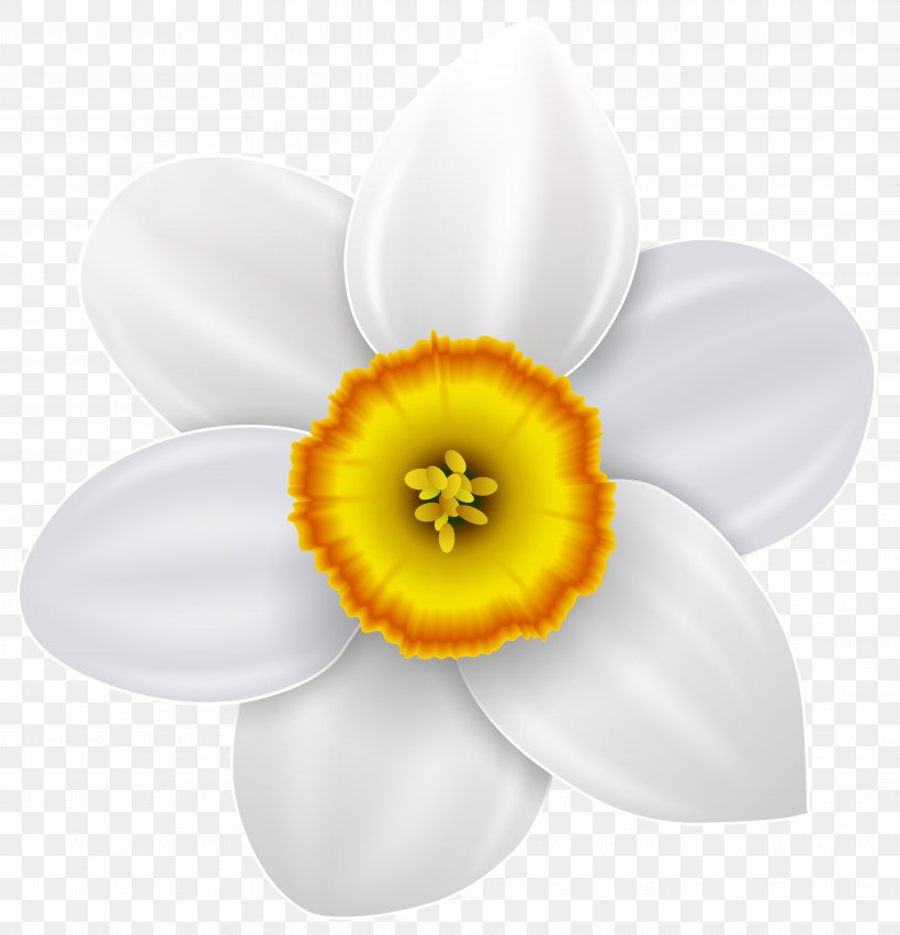 Narcissus Can Stock Photo Clip Art, PNG, 7692x8000px, Narcissus, Amaryllis Family, Art, Can Stock Photo, Daffodil Download Free