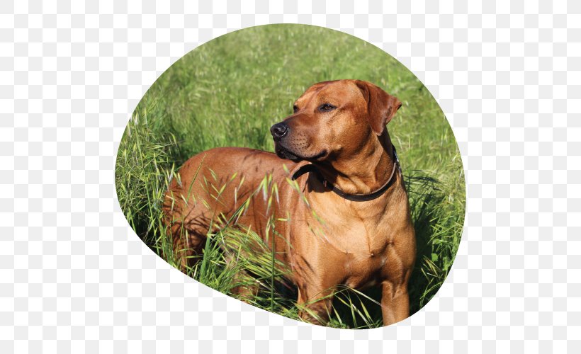 Rhodesian Ridgeback Black Mouth Cur Redbone Coonhound 2018 Couleur Café Dog Breed, PNG, 500x500px, Watercolor, Cartoon, Flower, Frame, Heart Download Free