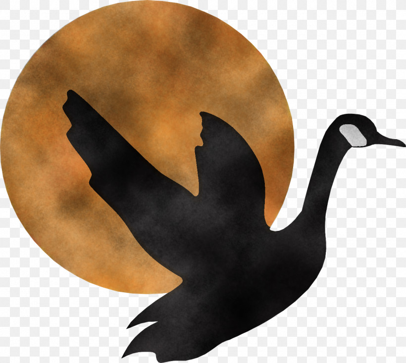 Bird Water Bird Goose Ducks, Geese And Swans Black Swan, PNG, 1280x1145px, Bird, Beak, Black Swan, Duck, Ducks Geese And Swans Download Free
