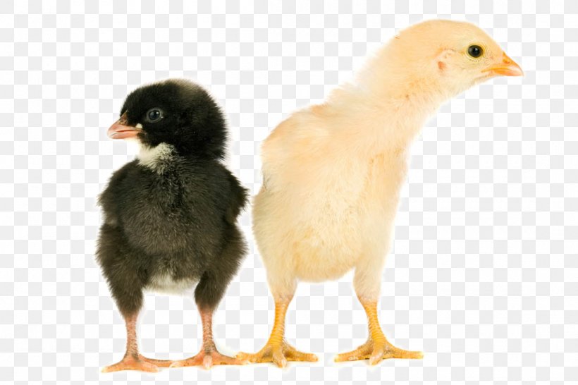 Chicken Egg Animal Cuteness, PNG, 1100x733px, Chicken, Animal, Beak, Bird, Black Download Free