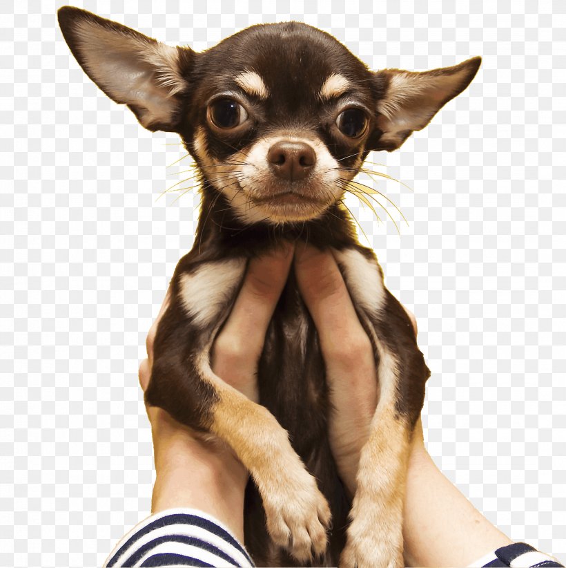 Chihuahua Russkiy Toy Puppy Dog Breed Cat, PNG, 2161x2168px, Chihuahua, Animal, Breed, Carnivoran, Cat Download Free