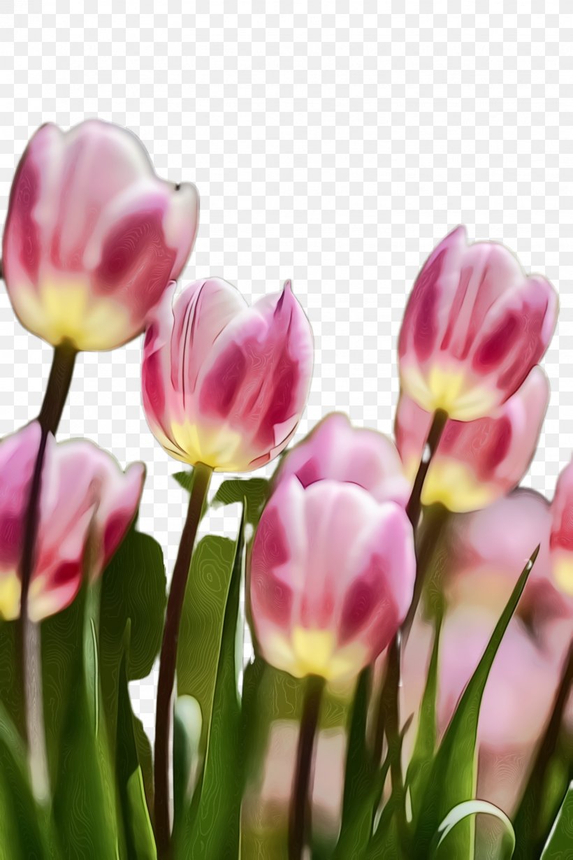 Lily Flower Cartoon, PNG, 1632x2448px, Tulip, Blossom, Bud, Crocus, Cut Flowers Download Free