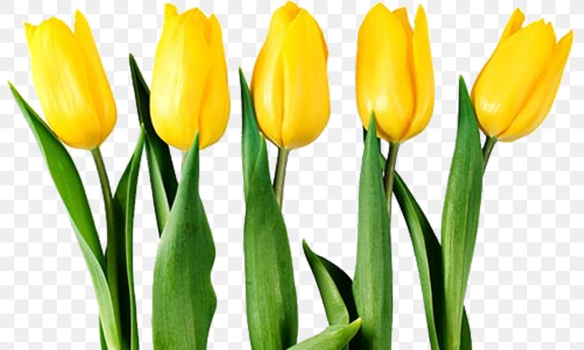 Tulip Stock Photography Flower Clip Art, PNG, 800x491px, Tulip, Bud, Crocus, Cut Flowers, Flower Download Free