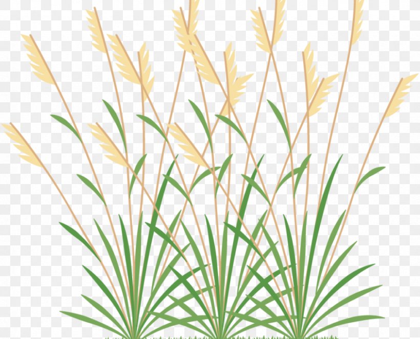Weed Clip Art Image, PNG, 845x684px, Weed, Botany, Flower, Flowering Plant, Grass Download Free