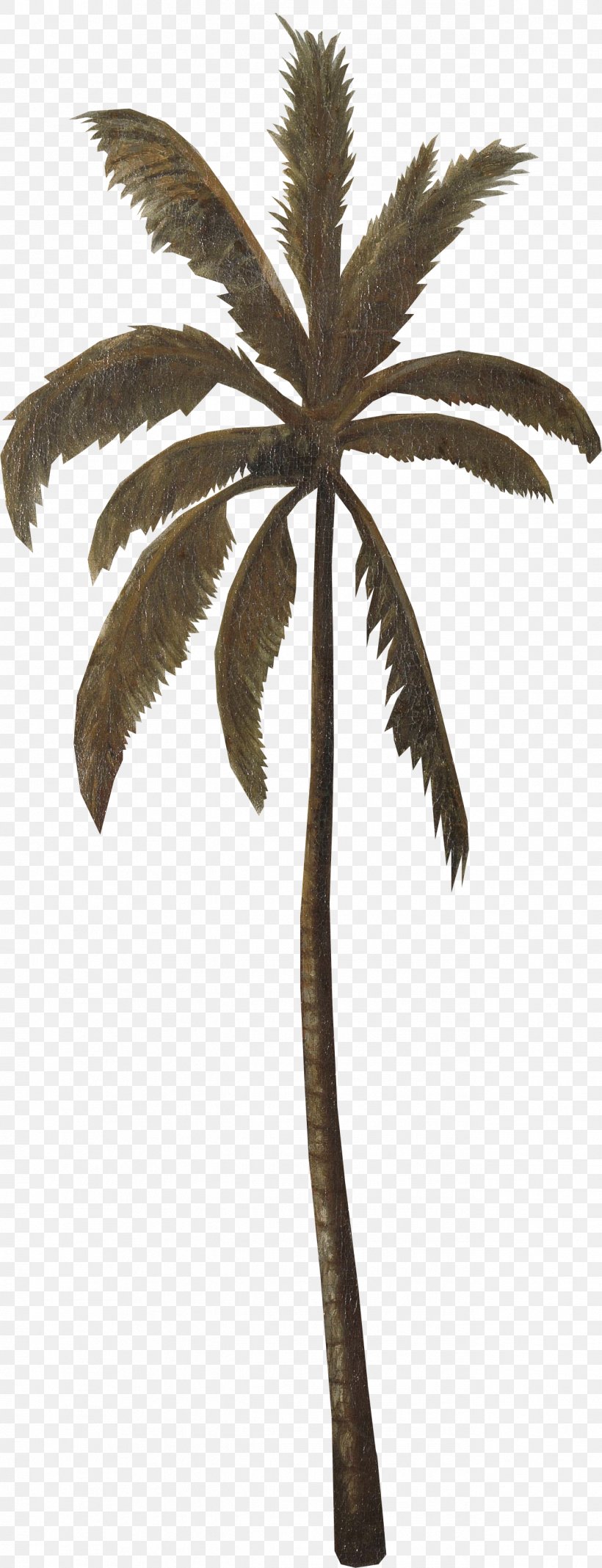 Asian Palmyra Palm Coconut Date Palm Leaf Flowerpot, PNG, 1291x3365px, Asian Palmyra Palm, Arecaceae, Arecales, Borassus, Borassus Flabellifer Download Free
