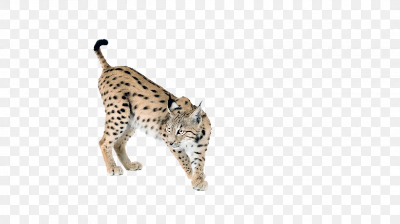 Cheetah Leopard Sticker Taiga Lynx, PNG, 2500x1401px, Cheetah, Animal Figure, Big Cats, Carnivoran, Cat Like Mammal Download Free