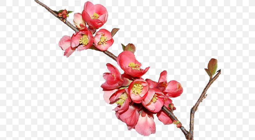 Cherry Blossom Pink M Twig Plant Stem, PNG, 600x449px, Blossom, Branch, Bud, Cherry, Cherry Blossom Download Free