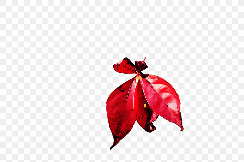 Leaf Petal Red Flower Plant Structure, PNG, 1280x853px, Leaf, Biology, Flower, Petal, Plant Structure Download Free