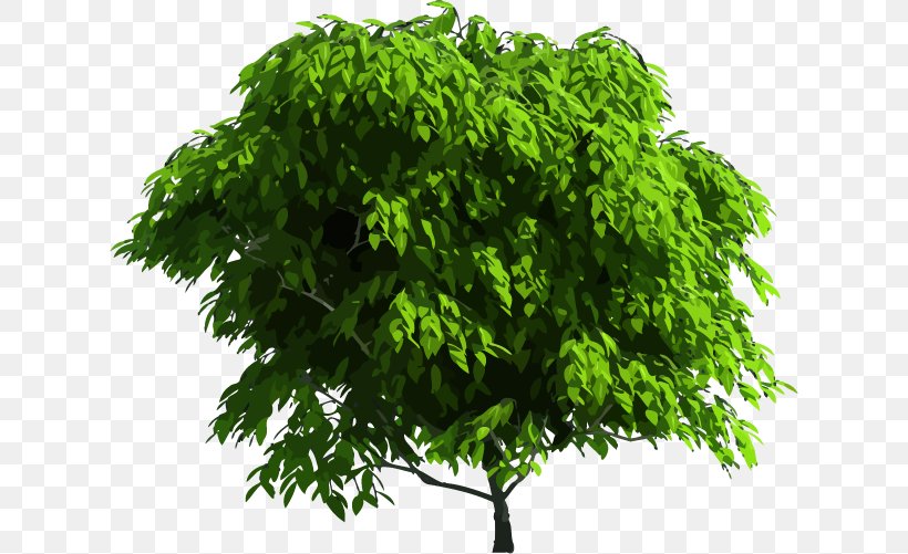 Vector Graphics Tree Royalty-free Stock Photography Branch, PNG, 622x501px, Tree, Branch, Grass, Leaf, Plant Download Free