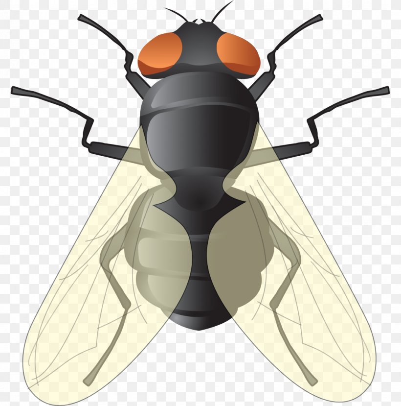 Fly Adobe Illustrator Euclidean Vector, PNG, 1092x1105px, Fly, Arthropod, Housefly, Insect, Invertebrate Download Free