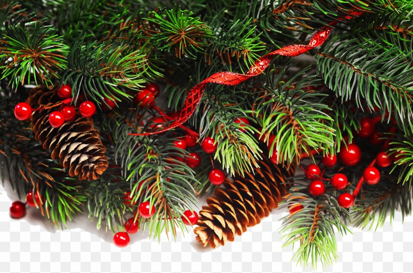 Fraser Fir Christmas Decoration Christmas Ornament Christmas Tree, PNG, 1500x993px, Fraser Fir, Christmas, Christmas Card, Christmas Decoration, Christmas Ornament Download Free