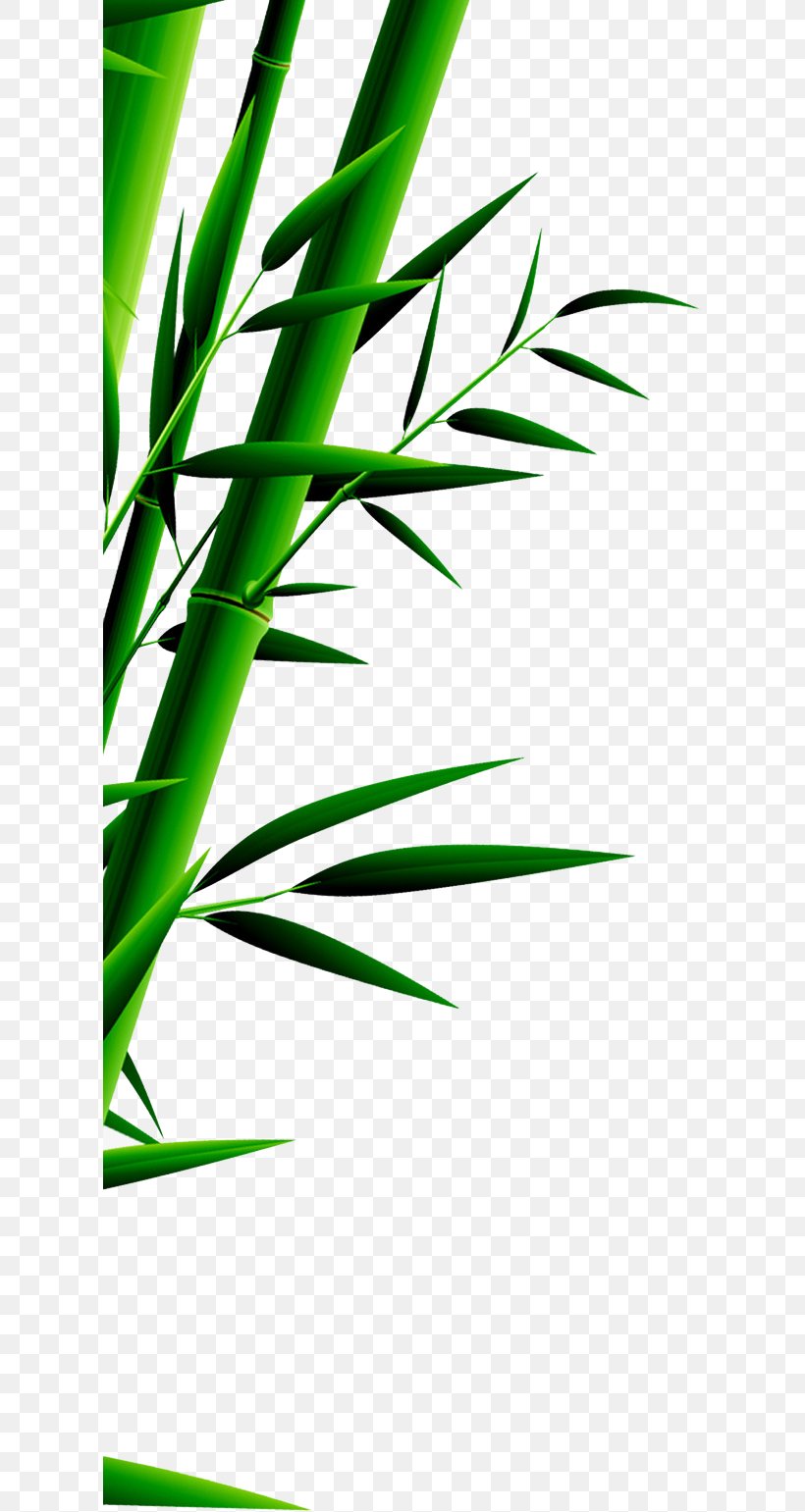 Bamboo Zongzi Green Leaf U7aefu5348, PNG, 610x1541px, Bamboo, Bamboe, Dragon Boat Festival, Festival, Grass Download Free