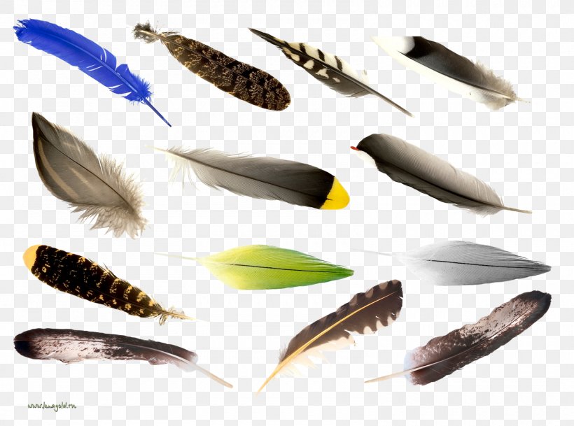 Feather Bird Computer File Psd, PNG, 1600x1190px, Feather, Bird, Data, Digital Image, Organism Download Free