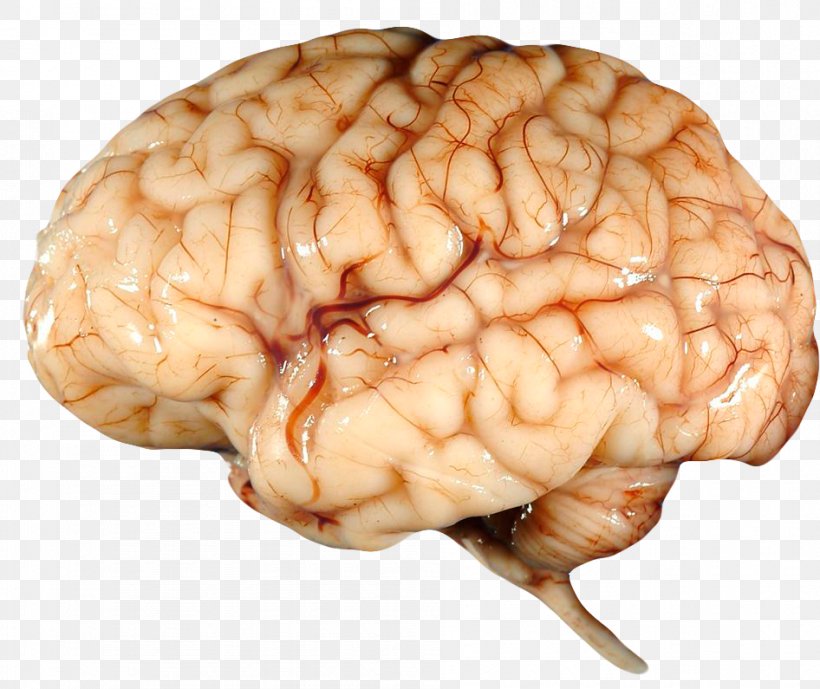 Human Brain Human Body Albert Einstein's Brain Nervous System, PNG, 946x795px, Watercolor, Cartoon, Flower, Frame, Heart Download Free