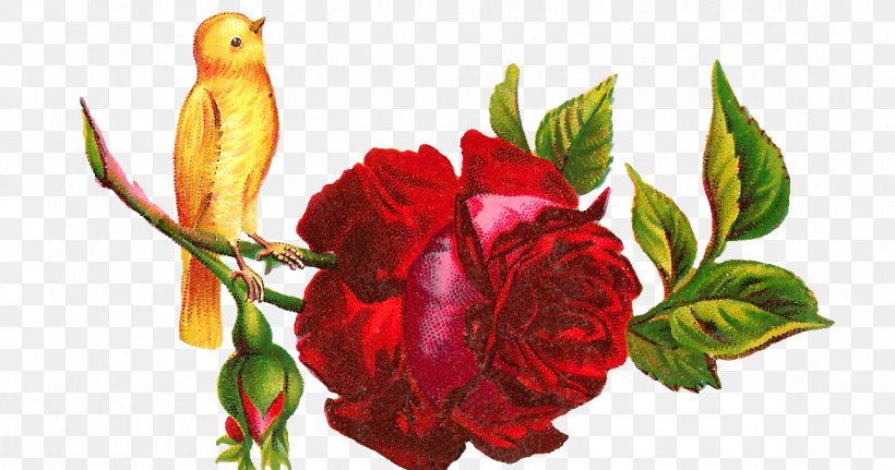 Hummingbird Flower Rose Clip Art, PNG, 1168x614px, Bird, Bud, Color, Cut Flowers, Floral Design Download Free