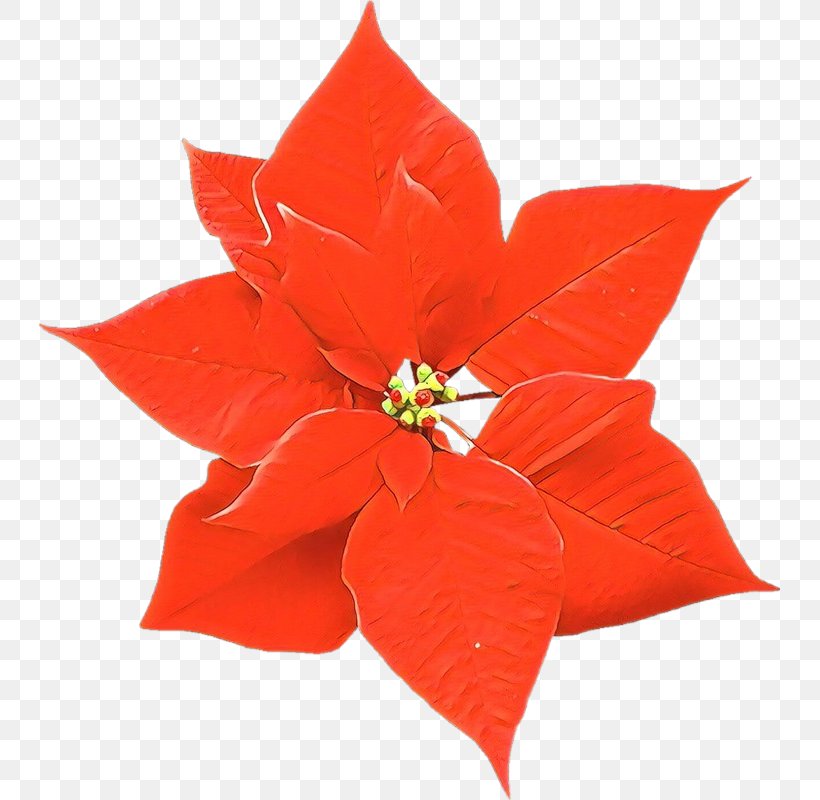 Red Poinsettia Petal Flower Plant, PNG, 741x800px, Cartoon, Flower, Leaf, Petal, Plant Download Free