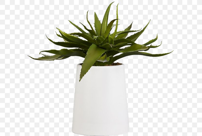 Aloe Vera Succulent Plant Houseplant Indoor Plants, PNG, 600x555px, Aloe Vera, Agave, Aloe, Aloes, Cactus Download Free