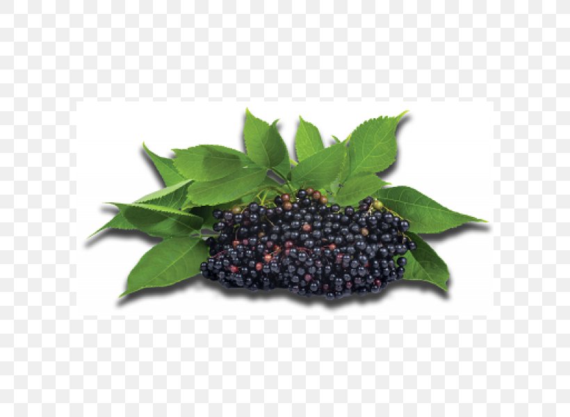 Elder Berry Extract Syrup Juice, PNG, 600x600px, Elder, Auglis, Berry, Bilberry, Blackberry Download Free