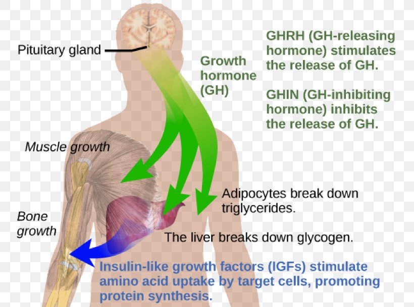 Growth Hormone Deficiency Growth Hormone–releasing Hormone Sermorelin, PNG, 760x609px, Watercolor, Cartoon, Flower, Frame, Heart Download Free