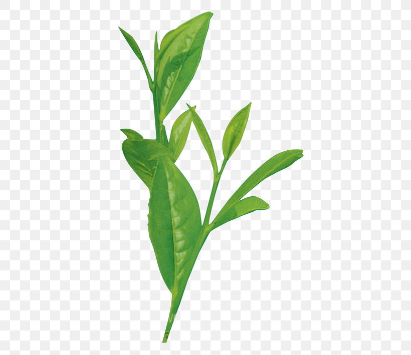 Leaf Plant Stem Branch Species, PNG, 393x709px, Leaf, Branch, Plant, Plant Stem, Species Download Free