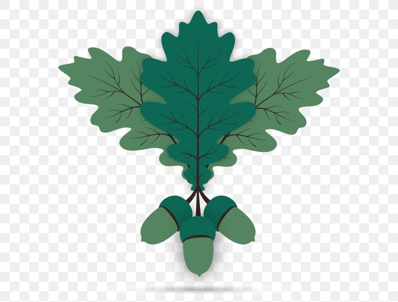 Oak Acorn Leaf Euclidean Vector, PNG, 580x622px, Oak, Acorn, Leaf, Plant, Point Download Free