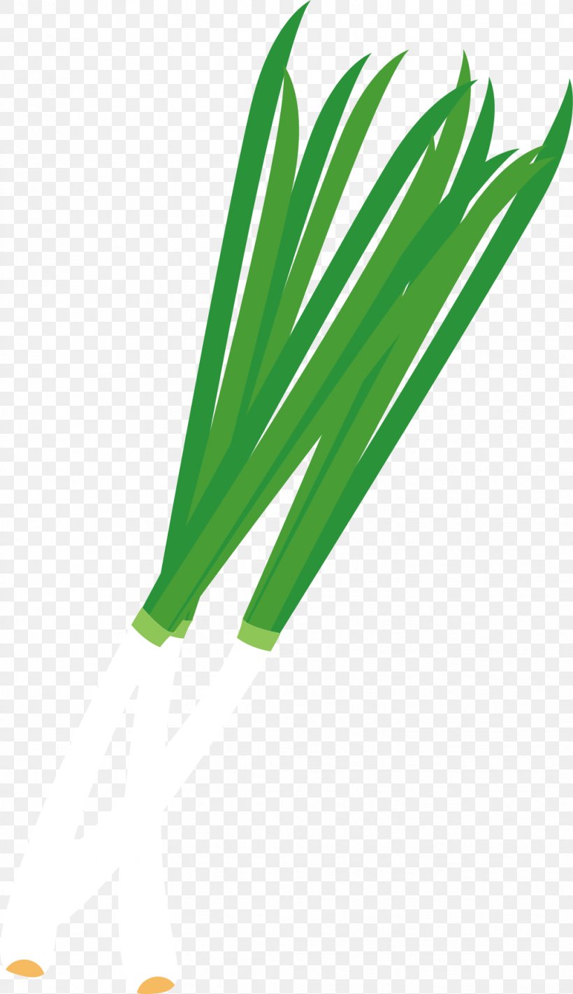 Onion Allium Fistulosum, PNG, 1018x1765px, Onion, Allium Fistulosum, Cartoon, Grass, Green Download Free