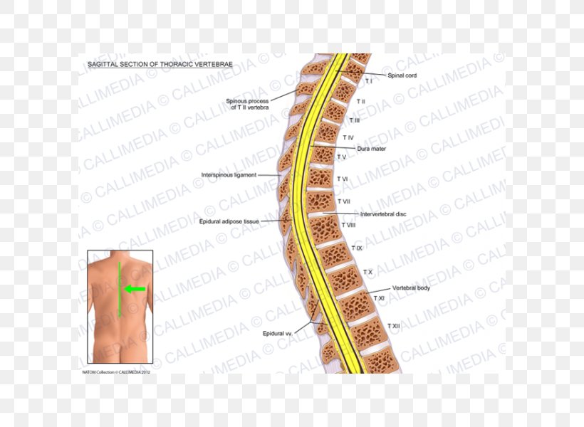 Sagittal Plane Vertebral Column Anatomy Thoracic Vertebrae Rachis, PNG, 600x600px, Watercolor, Cartoon, Flower, Frame, Heart Download Free