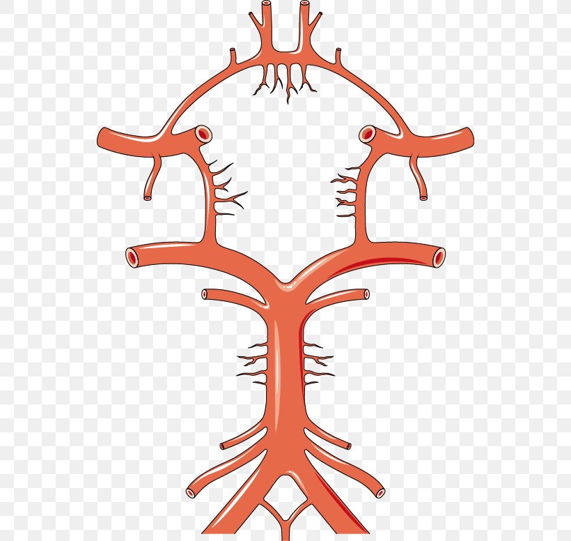 Circle Of Willis Artery Anatomy Brain Stroke, PNG, 542x776px, Watercolor, Cartoon, Flower, Frame, Heart Download Free