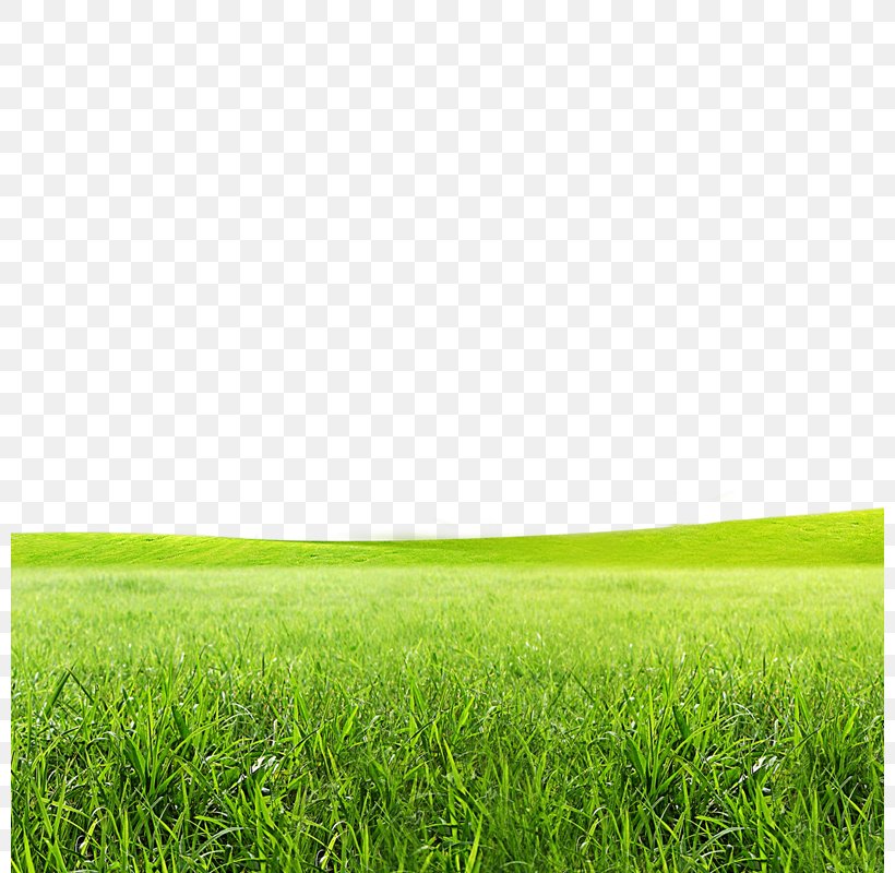 Born To Grow Lawn Icon, PNG, 800x800px, Born To Grow, Energy, Field, Golf Ball, Grass Download Free