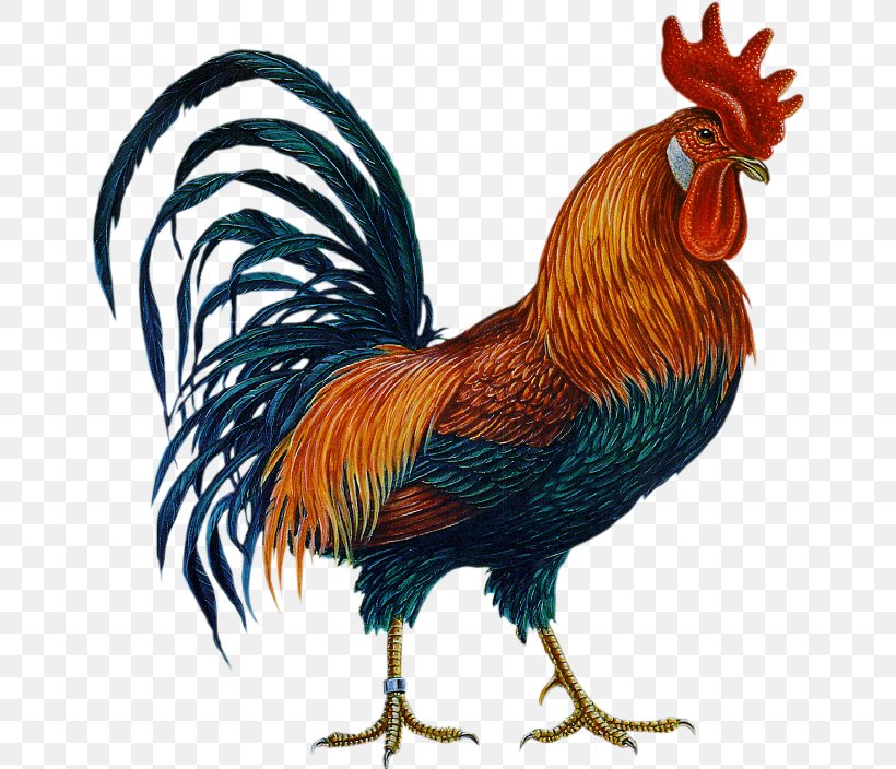 Brahma Chicken Rhode Island Red Leghorn Chicken Rooster, PNG, 654x704px, Brahma Chicken, Beak, Bird, Chicken, Feather Download Free