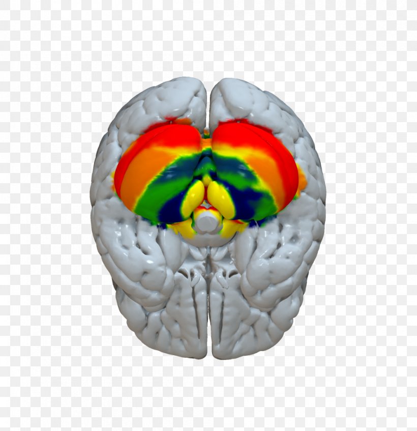 Deep Brain Stimulation Cerebral Cortex Cerebellum Statistical Parametric Mapping, PNG, 997x1030px, Watercolor, Cartoon, Flower, Frame, Heart Download Free