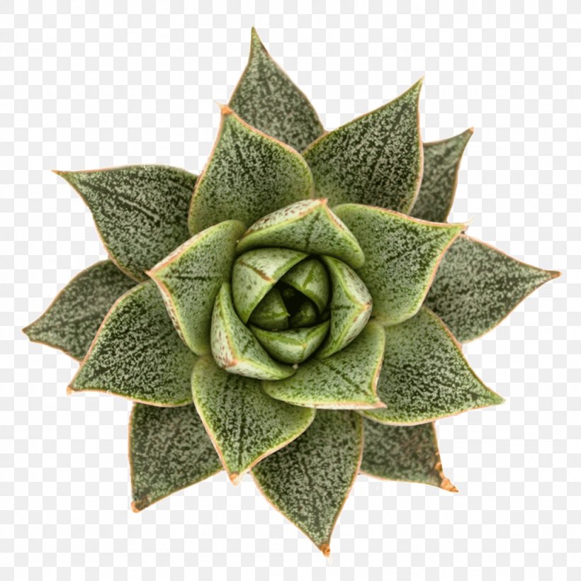 Echeveria Purpusorum Designing With Succulents Succulent Plant Cactaceae, PNG, 1024x1024px, Echeveria, Cactaceae, Cactus Garden, Clay, Drainage Download Free