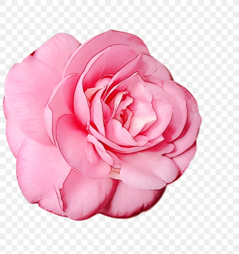 Garden Roses, PNG, 1356x1440px, Watercolor, Cabbage Rose, Camellia, Childrens Film, Cut Flowers Download Free