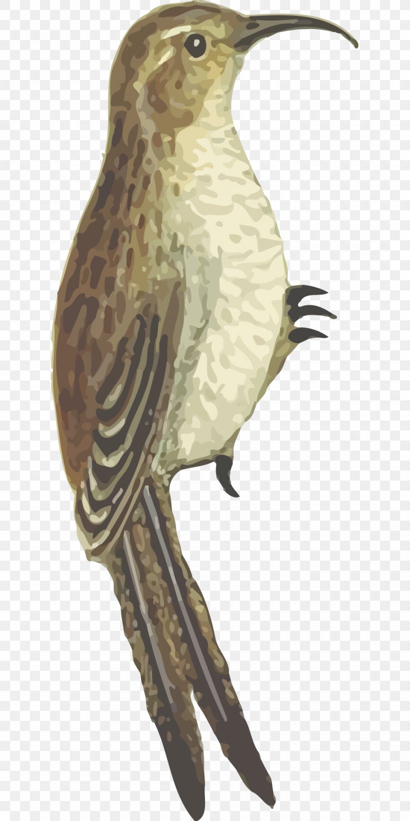 Hummingbird Beak Finches, PNG, 960x1920px, Bird, Animal, Beak, Bird Flight, Coopers Hawk Download Free