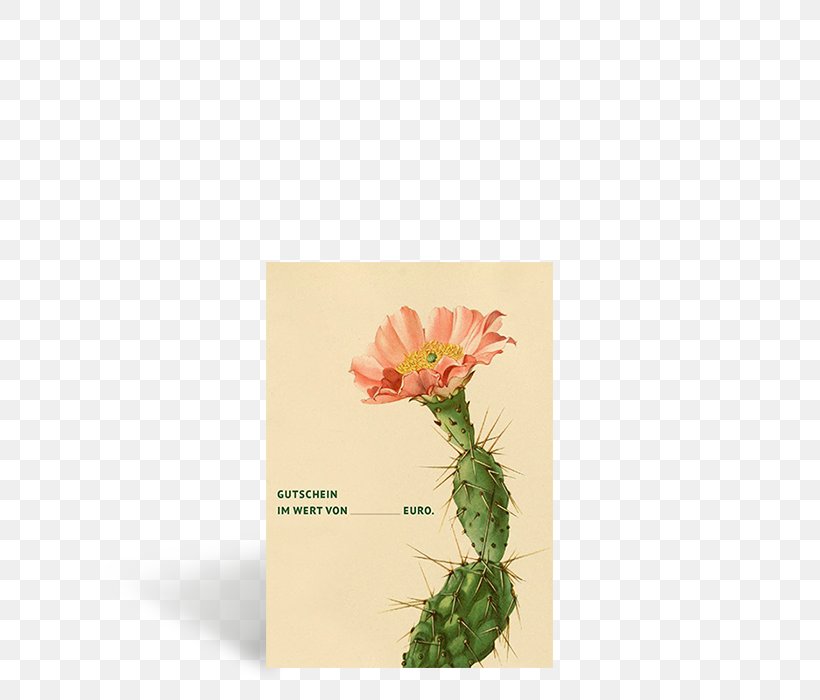 The Cactaceae Botany New York Botanical Garden Opuntia Fragilis, PNG, 700x700px, Cactaceae, Botanical Illustration, Botany, Cactus, Flora Download Free