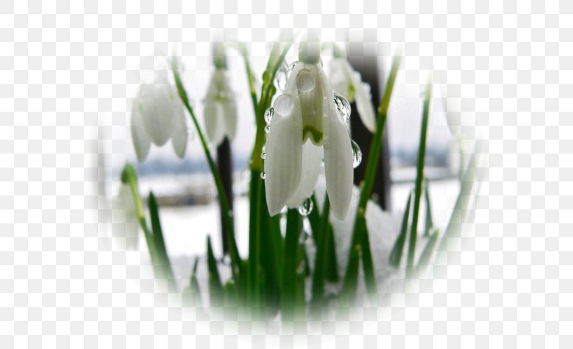 Snowdrop Spring Photography Yandex Nature, PNG, 600x500px, Snowdrop, Amaryllis Family, Flora, Flower, Flowering Plant Download Free