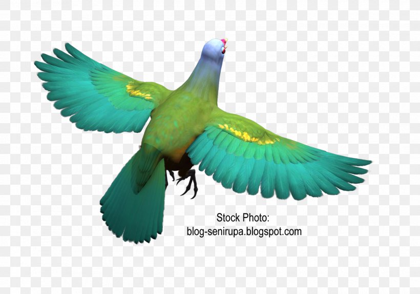 Bird Parrot Feather Parakeet Wompoo Fruit Dove, PNG, 1600x1119px, Bird, Art, Beak, Common Pet Parakeet, Deviantart Download Free