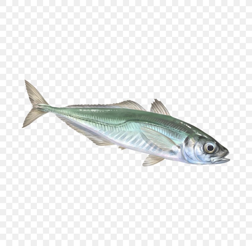 Sardine Mackerel Oily Fish Fish Products, PNG, 800x800px, Sardine, Anchovy, Atlantic Horse Mackerel, Atlantic Mackerel, Bonito Download Free