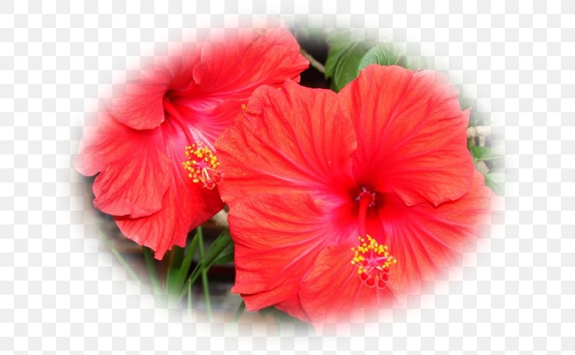 Shoeblackplant Annual Plant Close-up Herbaceous Plant Peach, PNG, 675x506px, Shoeblackplant, Annual Plant, China Rose, Chinese Hibiscus, Closeup Download Free
