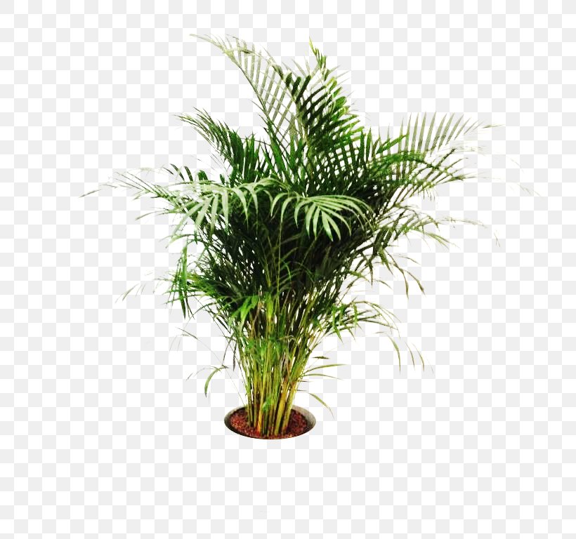 Spice Amazing Wellness Date Palm Houseplant Dish, PNG, 768x768px, Spice, Arecaceae, Arecales, Chef, Date Palm Download Free