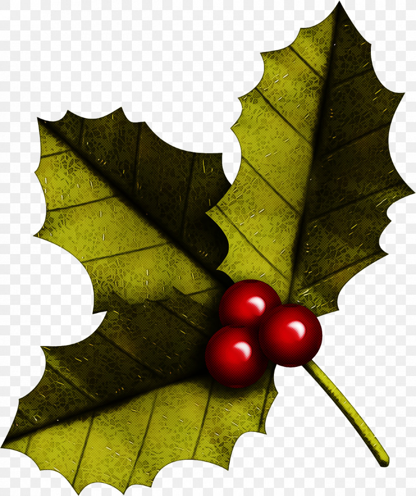 Christmas Holly Ilex Holly, PNG, 1300x1548px, Christmas Holly, American Holly, Black Maple, Christmas, Flower Download Free