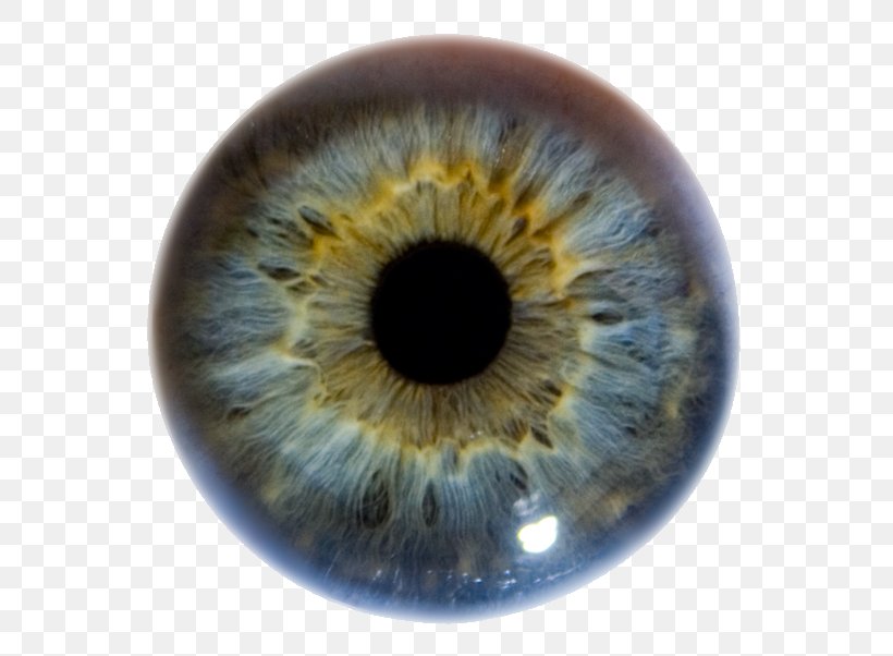 Iris Human Eye Pupil Eye Color, PNG, 600x602px, Watercolor, Cartoon, Flower, Frame, Heart Download Free