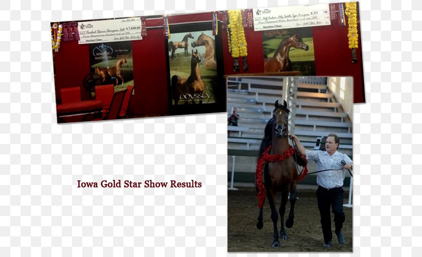 Scottsdale Arabian Horse Show Stallion Shada Inc, PNG, 630x500px, Arabian Horse, Advertising, Arabian Peninsula, Autumn, Brand Download Free