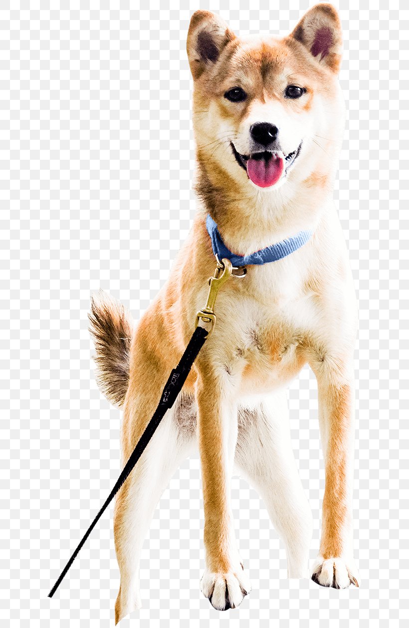 Shiba Inu Akita Shikoku Finnish Spitz Pomeranian, PNG, 633x1258px, Shiba Inu, Akita, Akita Inu, Carnivoran, Companion Dog Download Free