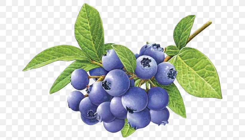 Blueberry Tea Bilberry, PNG, 690x470px, Blueberry, Aristotelia Chilensis, Berry, Bilberry, Blueberry Tea Download Free